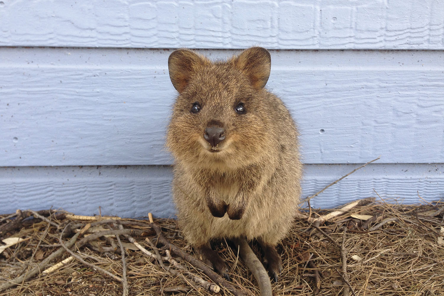 Details about   10x Känguru Joey Aufstellfigur Miniblings Gummitier Australien Tier Beuteltier 