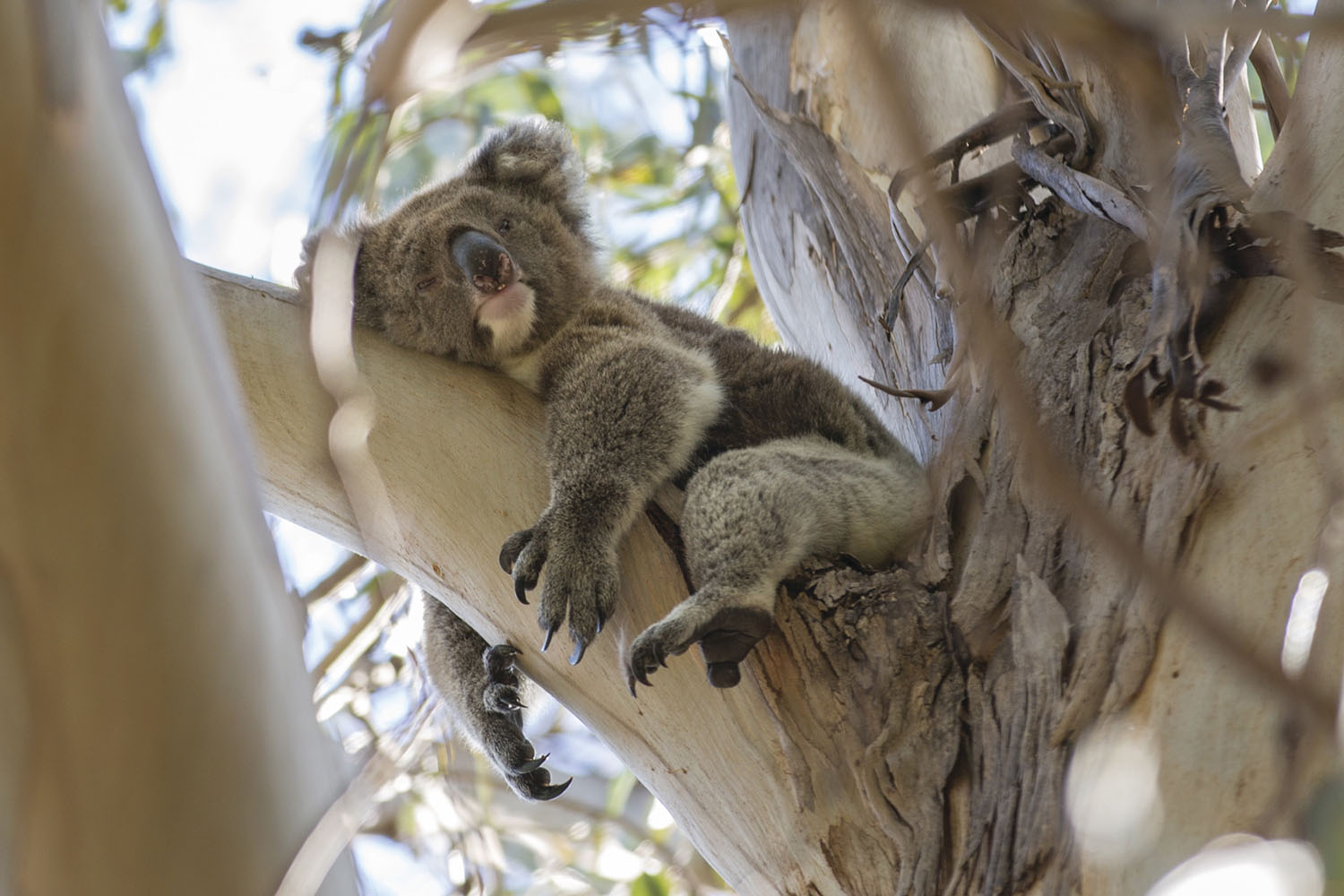 Koala Süße Natur Tierwelt Australien Groß Kühlschrank Magnet 
